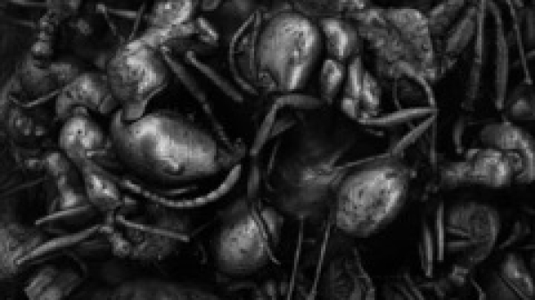 Lea Liebl, Ameisenkolonie, 2025 